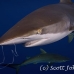 shark_silky_far_jar_h_0347_cub1632.jpg